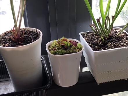 养食虫植物捕蝇草的小伙伴看过来,教程来了@DOU+小助手