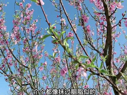 镜头法描写桃花!春天到了,多去户外观察一下美景哦!培养一下孩子观察能力!#语文 #作文 #镜头法 #春天桃花