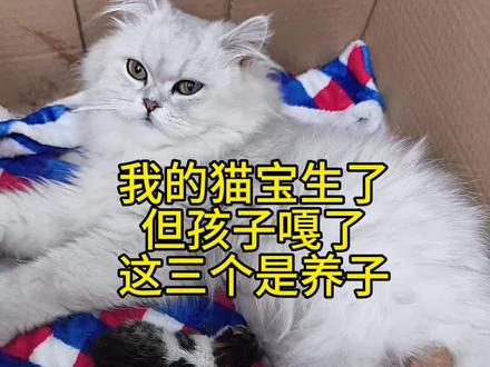 蓝瘦,香菇!#小奶猫的成长日记 #猫咪