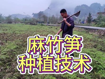 麻竹笋种植技术麻竹笋管理麻竹苗基地培育苗扦插苗竹苗竹子苗#农忙 #农村 #农村生活 #麻竹笋 #农业 #农业种植 #农民