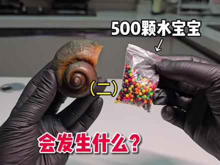 把500颗能变大600%倍的“水宝宝”塞福寿螺体内!(二)#福寿螺