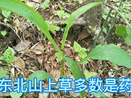 东北山里“小时候”的药草柴胡,大家看看啥样子。
