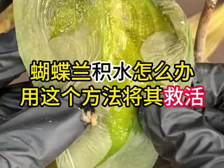 蝴蝶兰积水烂叶用这个方法救活#蝴蝶兰养护#蝴蝶兰烂根 #养花小技巧#养花知识分享