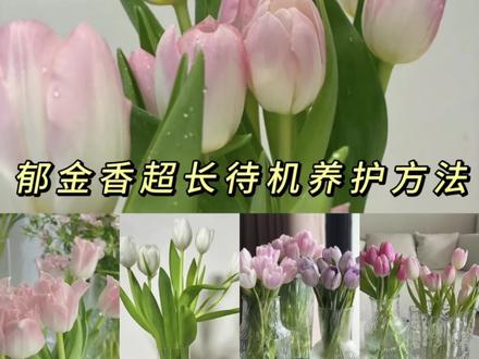 鲜切花郁金香的养护方法:
醒花:
收到花先醒花,先拆开底部保水棉,为了防止花垂头,花头包装不用拆,带包装深水醒花4-5小时。
1. **修剪**:将花茎平剪根,郁金香花茎很容易吸水,平剪即可,修剪成适当长度,确保花束整齐美观。
2. **水量**:低水位,2/4水位即可,将花束放入清水中,更换水时记得重新修剪花茎并在水中加入花束营养液,清水1-2天换一次水,加了营养液的也可以3-4天换一次水。
3. **温度**:避免将花束暴露在直接阳光下或者过热的环境中,选择通风凉爽的地方存放。
4. **定期清洁**:去叶,不要向下撕叶子,创口过大容易感染细菌,郁金香会长高,要及时修剪根部,及时去除花束中的枯萎花朵和叶片,保持花束的整洁。
5. **避免与果放置在果会释放乙烯气体,加快鲜切花凋谢过程,因此要避免与水果放置在一起。
6.**根部保护**:如果根部出现炸开卷边情况,可以用透明胶把根部卷好,将胶带以下部位剪掉。
7.**垂头拯救**:
(1)扎针大法:用绣花针在花头下方位置戳一个孔
(2)硬币许愿法:在花瓶里丢一枚一元硬币
(3)必须是一元硬币噢,5毛不行,金属元素不一样,硬币里含铜,铜是郁金香生长的重要元素,所以放硬币会利于郁金香生长。
以上养护方法可以延长鲜切花郁金香的保鲜时间,让花束更持久地保持鲜艳。#零基础花艺培训 #插花培训 #花艺培训 #一束花的仪式感 #花卉绿植 @抖音小助手 @九玖花艺开花店培训 @抖音创作者中心