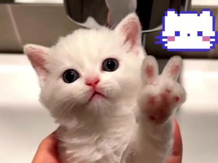 前方含喵量超标~跟上川川的节奏一起唱!#阿米嘎蒂朵喵喵歌 #meme #小猫 #才艺表演 #30秒给我个理由来四川