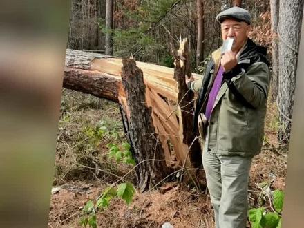 几百株国家一级植物长白松(美人松)突遭受大雪袭击,损失空前。
#乡村守护人 #新农村计划2022 #爱护大自然保护野生植物 #保护生态环境