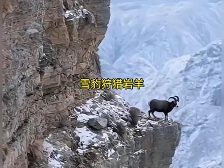 雪豹狩猎岩羊#野生动物零距离#雪豹#岩羊#动物世界