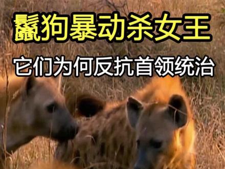 鬣狗不甘心受欺凌,造了女王的反,残暴女王终尝恶果 #鬣狗 #狮子 #动物世界 #奇妙的动物 #野生动物零距离