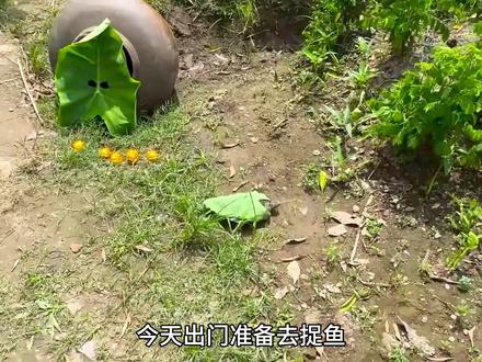 认识乌龟、斑马鱼 #奇趣蛋 #斑马鱼