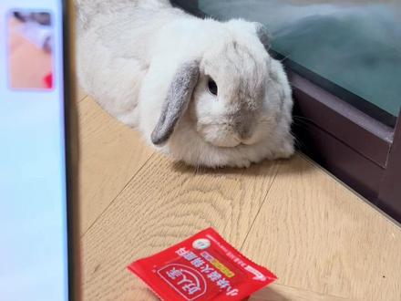 当兔兔被豆包冤枉 还好兔兔不会说话,不然.....
#豆包监督 #兔兔这么可爱 #记录铲屎官的养宠日常 #这些萌物萌到爆炸了 #让AI看着宠物别吃零食