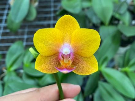 蝴蝶兰品种介绍:多款小花型,带香味,蜡质花