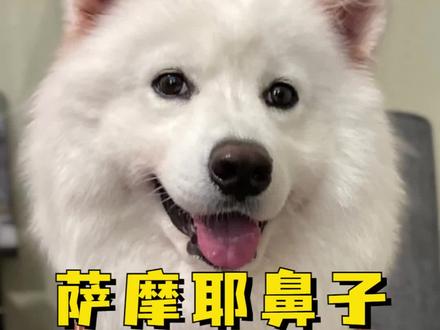 萨摩耶鼻子掉色?,多半是这4个原因,别不懂!#饲养萨摩耶小知识 #萨摩耶 #狗狗 #养宠进阶指南 #铲屎官的乐趣