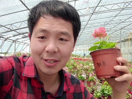 天竺葵扦插后,需要浇水吗?怎样浇水呢?#天竺葵 #谦谦花园#天竺葵怎样养护#一起养花 #爱生活爱养花