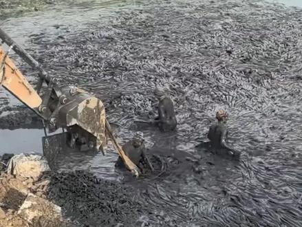 埃及塘鲺在我国泛滥成灾,珠江变成重灾区,为何无人敢吃? #科普 #涨知识 #塘鲺