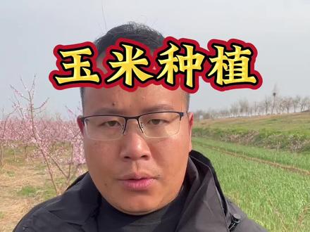玉米种20公分处 ,这样用土霉素,亩产2000斤#玉米种植#玉米高产#玉米施肥#农业种植