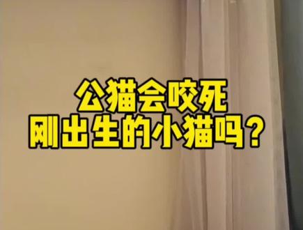 公猫会咬死刚出生的小猫吗?#猫咪 #新手养宠 #萌宠猫咪