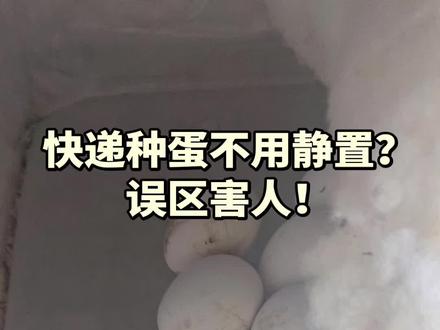 辟谣!快递种蛋静置根本不是白费功夫#孵化技术 #提高孵化率 #新手孵化#种蛋知识 #孵化避坑