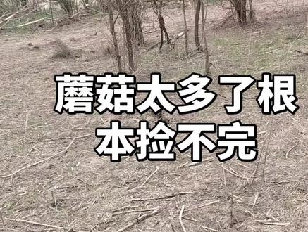 蘑菇太多了根本捡不完