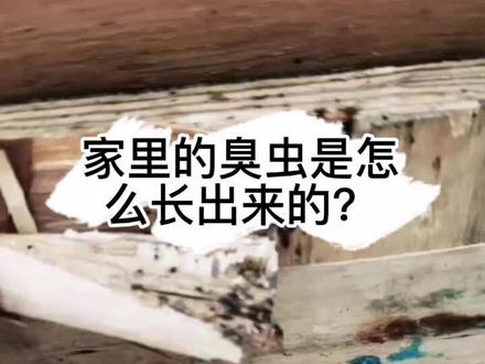 家里的臭虫是怎么长出来的?#居家好物 #臭虫#害虫