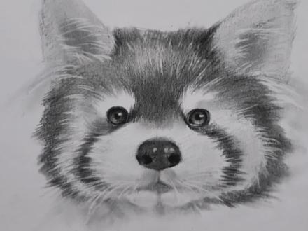 画一只可爱的小浣熊(不是干脆面哦)!#素描 #素描动物 #小浣熊 #零基础学画画 #零基础学素描