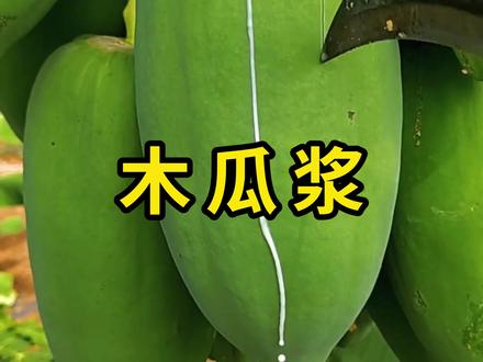 收割木瓜浆,用于提取木瓜蛋白酶! #木瓜浆 #科普 #涨知识