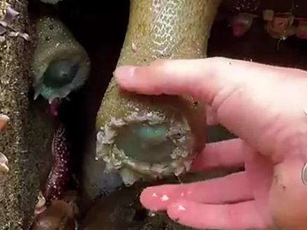 原来海葵是这样吃东西的#海洋生物#涨知识