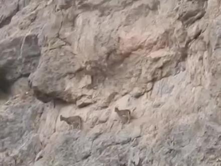 岩羊,狮子,花豹,动物界生存法则