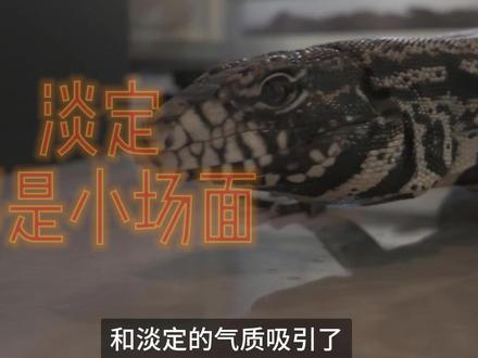 老板,同事总想爬我头上,这算工伤吗?🤯 它来了它来了!InnoYolo“重量级”员工——泰加蜥蜴,主打一个“大只又淡定”!当初在广州世爬展,别的蜥蜴在逃窜,只有它在摆拍。干啥啥不行,吃饭第一名,吃老鼠吃鸡蛋吃水果,能炫进嘴的全炫了!互动秘诀就三点:慢点、稳住、别怂!熟了之后它恨不得长你头上。下期想看谁?留言区点单,点赞高的下期就上!
#InnoYolo #爬宠 #萌宠出道计划 #蜥蜴 #搞笑动物