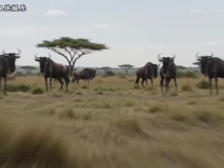 假设给你人类极限双倍的身体素质,能否打赢猛兽? 假设给你人类极限双倍的身体素质,穿上板甲携带匕首,能否打赢视频中的猛兽?#动漫 #二次元 #格斗 #斗兽 #论战