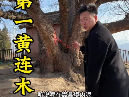 中华第一黄连木是目前我国迄今为止发现的最大一株黄连木 中华第一黄连木”位于河南省洛阳市嵩县何村乡吕岭村北王岭组村西南的山神庙旁”这是一株特大的雄性黄连木古树,编号为41032505001。树高26米,距地面1米处围径880厘米,树干高1米处分生8个大小粗细不等的主枝,冠幅达24米×25米。
- 树龄:经中国林业科学院、河南省林业技术推广站等专家实地调研核实,推测其树龄约2200年,是我国迄今为止发现的最大一株黄连木古树。村民们视其为“神树”,无人折其枝叶,还将四周砌石加以保护。当地林业管护站也与护林员签订了管护责任协议,对其进行专业保护。#中华第一黄连木 #嵩县 #洛阳 #嵩县爱你 #我的乡村生活