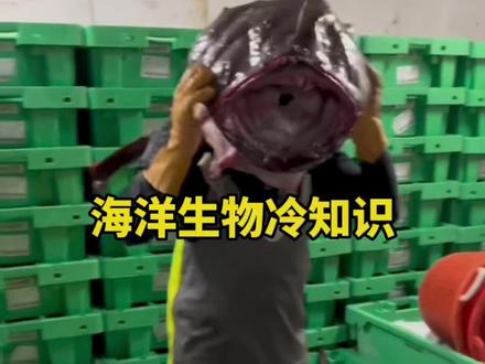 盘点一些海洋生物冷知识,风浪越大鱼越贵 #海洋生物 #渔船出海 #海洋