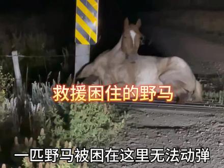 万物皆有灵性,获救的野马下跪向恩人致谢#动物救助 #神奇动物在抖音 #万物皆有灵性 #马