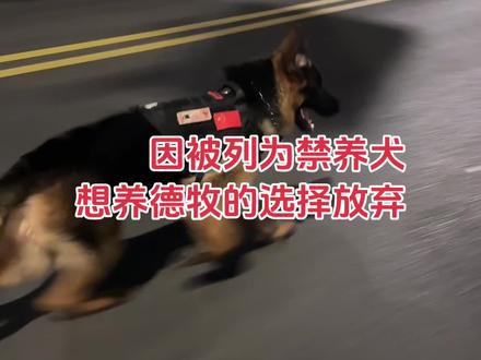 德牧性格这么稳定又聪明,又胆小为什么会被禁养,有多少想养德牧的因为禁养而放弃,现在养德牧白天不敢带出门,只有晚上才能带出门无论刮风下雨,出门碰到性格不好的狗闹矛盾永远都是养德牧的道歉,太难了#德牧 #护卫犬