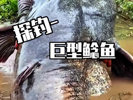 高山水库探钓巨型鲶鱼#钓鱼 #原来钓鱼才是抖音运动顶流