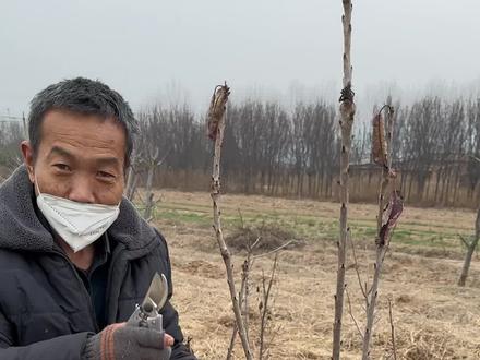 樱桃幼树怎么反剪,从哪下剪#果树修剪 #车厘子树苗 #果树管理 #三农 #三农流量扶持计划