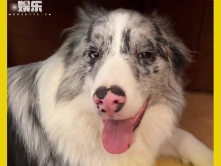 这狗实在太聪明了#边牧 #万万没想到