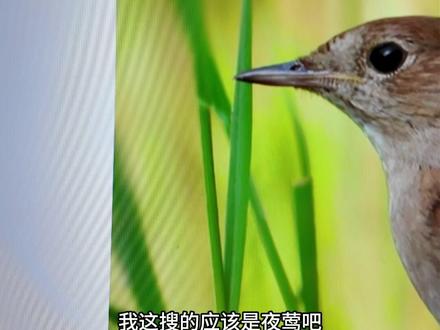 vivo的ai摄影助手 真实体验#vivo #青年创作者成长计划