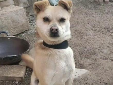 狗害怕屠夫手里的刀,狼在野外遇到屠夫,它们也会害怕吗?