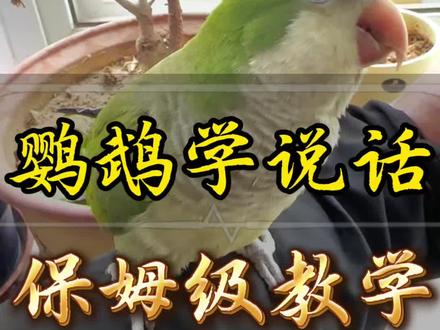 鹦鹉说话保姆级训练方法 #自己养鹦鹉 #手养鹦鹉 #和尚鹦鹉 #鹦鹉说话 鹦鹉说话训练的底层逻辑分享