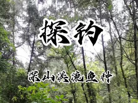 探钓深山溪流,能否解锁溪流鱼种?#创威官方旗舰店#创威凌天四代#溪流钓 #钓鱼#钓鱼人