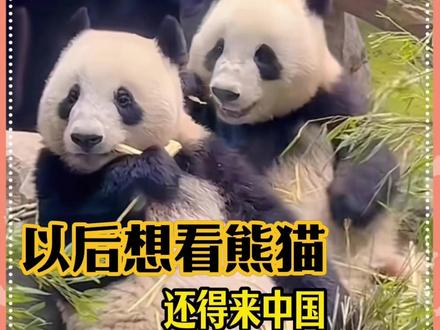 我们中国的国宝大熊猫,自始至终都是要回家的 #旅日大熊猫启程回国 #晓晓蕾蕾 #熊猫计划之部落奇遇记