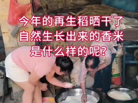 今年的再生稻收成了,妈妈上周收回来晒干了,先打出来自家吃,这种米营养成分很丰富,而且我们巴马的香米含硒量很高😍
再生稻香米是最好吃的米,是第一季稻谷割完了自然长出来的嫩芽长出来的米,不喷农药不放化肥的,不用护理自然生长的香米,在农村几乎每家每户都留自家吃😘#巴马长寿之乡 #巴马富硒大米 #农村生活 #抖音记录农村生活 #生态大米