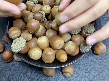 好今天没有更新视频了,今天给大家分享一下橡子的历史和营养价值#橡子凉粉 #橡子豆腐 #三农 #小时候味道