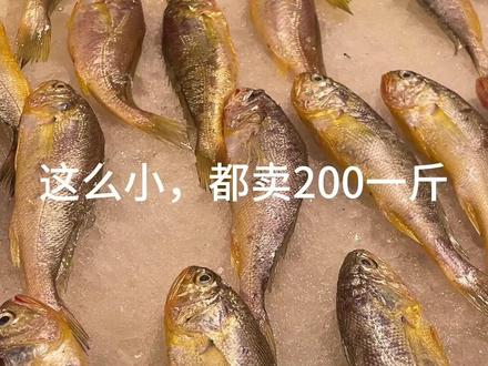看了档口黄鱼的规格和价格,还是我家的好#海鲜原产地 #黄花鱼 #源头工厂 #大黄鱼