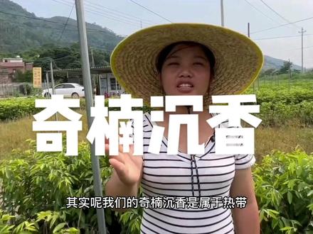 种植奇楠沉香有什么地区是不能种的?#三农 #珍稀的奇楠香 #抖音助农 #诚信苗木人#上热门