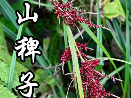 植物魅力之“山稗子”,荒野求生应急老种粮,也是名副其实的妇女之友,你们遇见过它吗?#野生药材 #植物科普 #大自然的馈赠 #山稗子