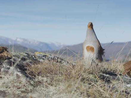 你知道鸟儿为了生存,可以繁衍有多快吗?半个月即可破壳而出#最美鸟儿#鹦鹉#小鸟孵化