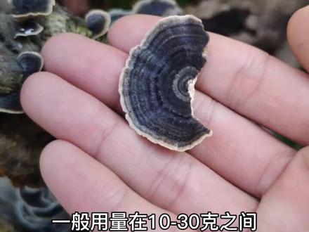 节日在外游玩遇到云芝 也叫彩绒革盖菌#养生#创业#我的生活日记#浙里正丰收 @浙江龙湖 @抖音小助手