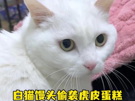 白面馒头偷袭虎皮蛋糕 白面馒头和虎皮蛋糕都是底色很善良的猫猫 #家有猫咪 #白猫 #狸花猫