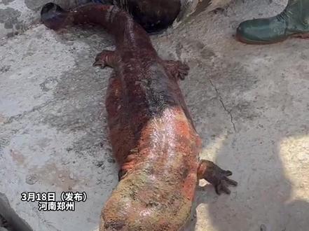 3月18日,郑州一施工现场清理管道时发现国家二级保护动物“娃娃鱼”,工地工人:看着像是一块布,一摸它就爬很远